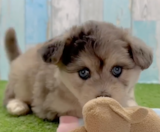 Mini Pomskydoodle Puppies For Sale Puppy Love PR